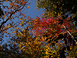 Background theme: Autumn in New Hampshire, USA